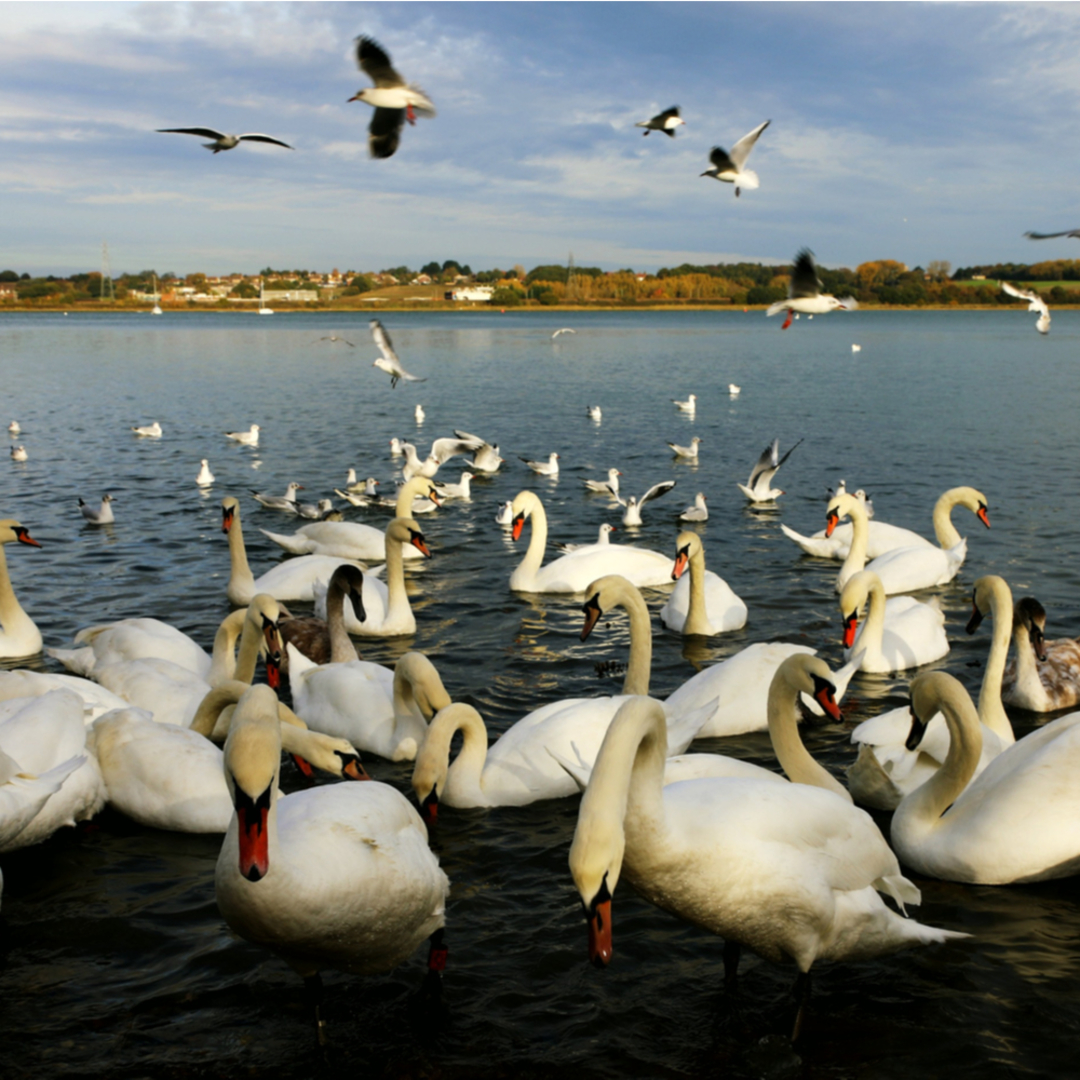 Swans in Manningtree, Essex