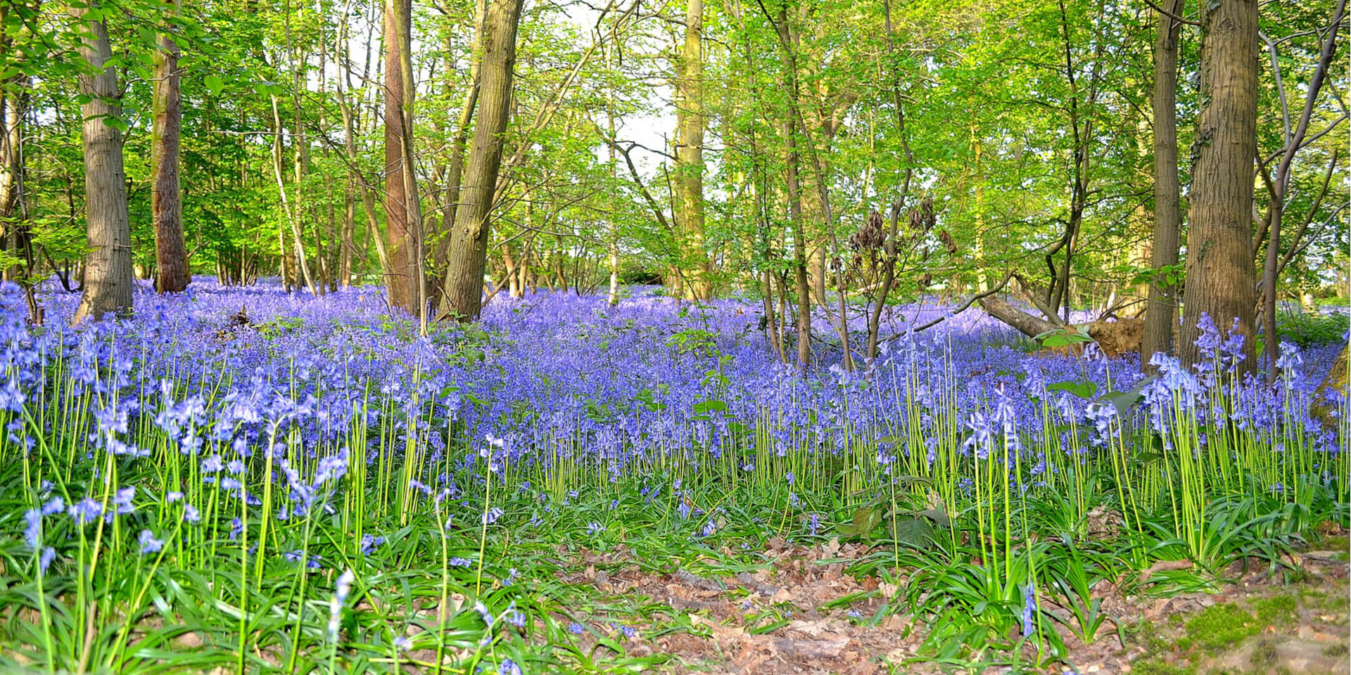 Bluebells in Pods Wood, Tiptree