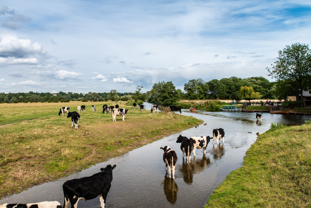 Cows and the River Stour in Dedham